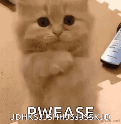 Kitten Sitting Next To Remote Saying Please GIF