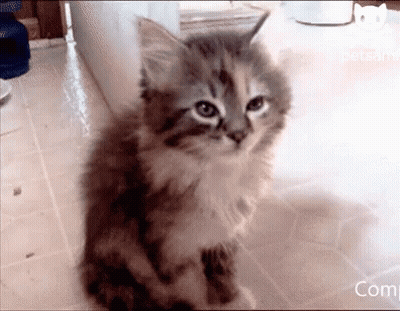Kitten Sitting Next to Sign Saying Com
