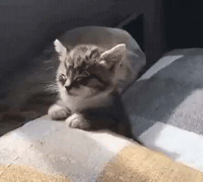 Kitten Sitting On Bed GIF