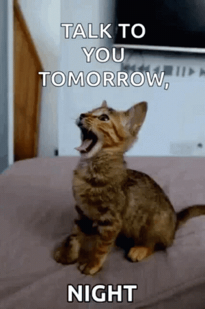 Kitten Sitting On Bed Yelling GIF