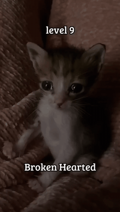 Kitten Sitting On Blanket Level 9 Broken Hearted GIF