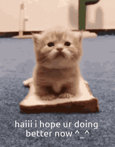 Kitten Sitting On Bread Saying Haaaii I Hope Ur Doing Better Now GIF