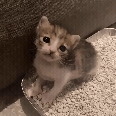Kitten Sitting On Cat Litter Container GIF