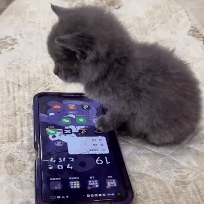 Kitten Sitting On Cell Phone Saying 19 GIF