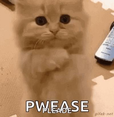 Kitten Sitting on Hind Legs Looking at Camera