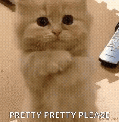 Kitten Sitting On Hind Legs With Remote Control GIF