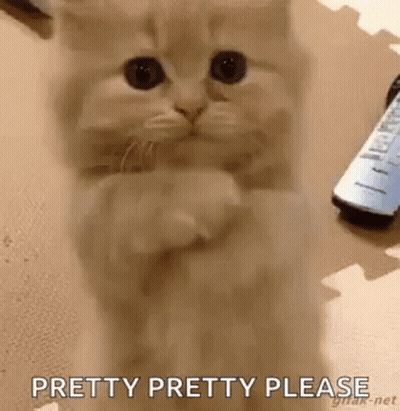 Kitten Sitting on Hind Legs with Remote