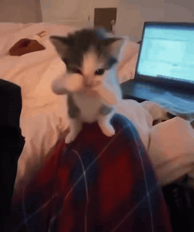 Kitten Sitting On Lap In Front Of Laptop GIF