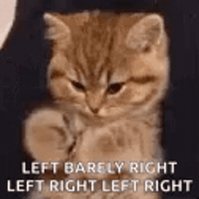Kitten Sitting On Lap Looking At Camera GIF