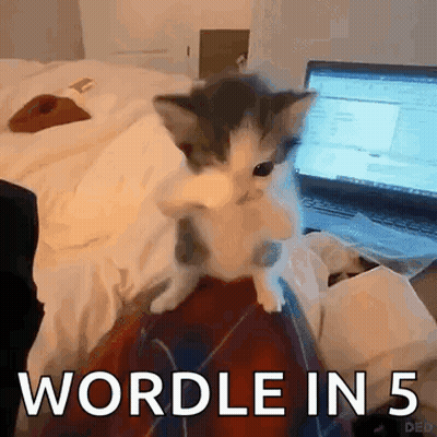 Kitten Sitting On Lap Saying Wordle In 5 GIF