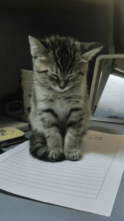 Kitten Sitting On Paper Saying Aa GIF