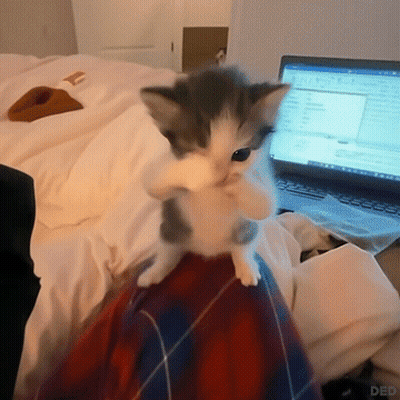 Kitten Sitting On Plaid Blanket With Laptop GIF