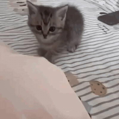 Kitten Sitting On Striped Blanket Looking At Camera GIF