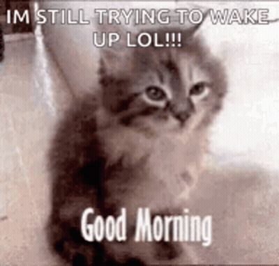 Kitten Sitting With I'm Still Trying To Wake Up LOL GIF