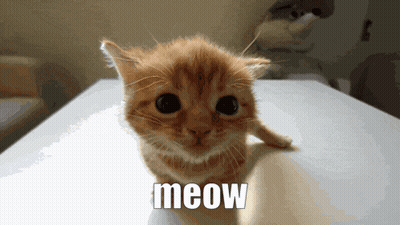 Kitten Sitting With Meow GIF