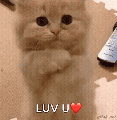 Kitten Sitting With Paws Up And Heart GIF