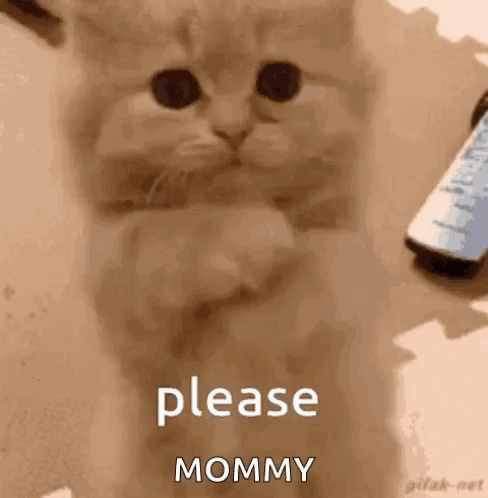 Kitten Sitting With Paws Up GIF