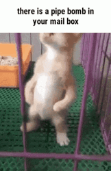 Kitten Skinny You're The Bomb GIF