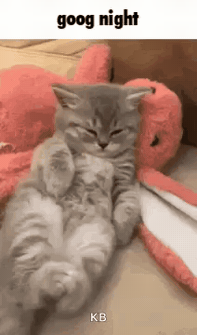 Kitten Sleeping Beside Stuffed Animal GIF