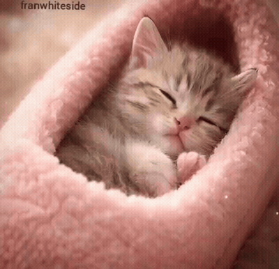 Kitten Sleeping in Pink Blanket Franwhiteside