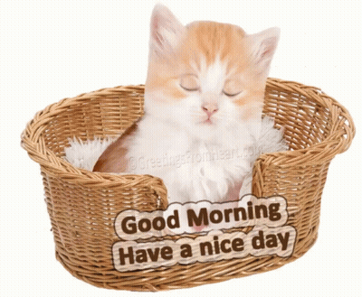Kitten Sleeping In Wicker Basket Good Morning Have A Nice Day GIF