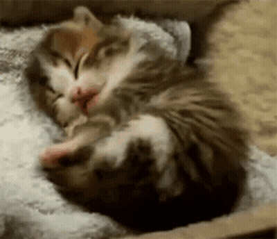 Kitten Sleeping Next To Cat GIF