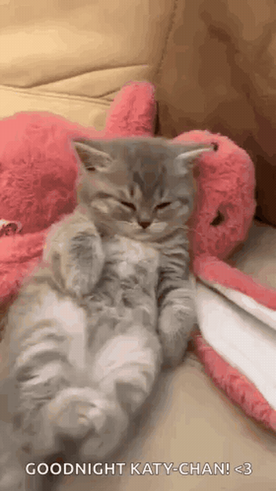 Kitten Sleeping On Its Back Next To Stuffed Animal GIF