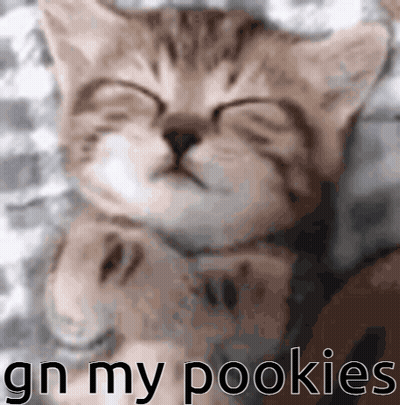 Kitten Sleeping With Gn My Pookies GIF