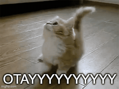 Kitten Standing Arms Outstretched Saying Otayyyyyyy GIF