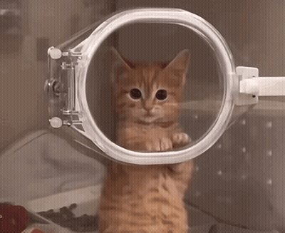 Kitten Standing In Clear Container GIF