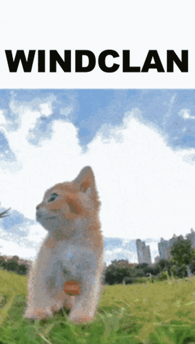Kitten Standing In Field With Wind Clan GIF