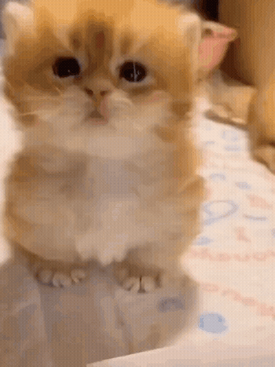 Kitten Standing On Bed GIF
