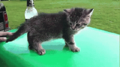 Kitten Standing On Green Table GIF