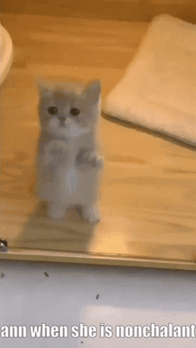 Kitten Standing On Hind Legs Ann When She Is Nonchalant GIF