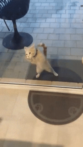 Kitten Standing On Hind Legs At Glass Door GIF