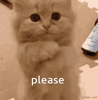 Kitten Standing On Hind Legs Begging GIF