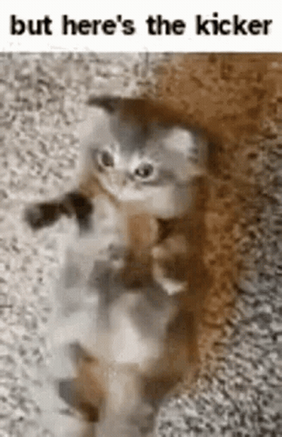 Kitten Standing On Hind Legs GIF