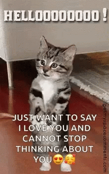 Kitten Standing On Hind Legs Looking At Camera GIF