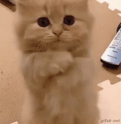 Kitten Standing On Hind Legs Next To Remote Control GIF