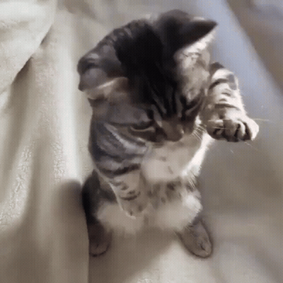 Kitten Standing On Hind Legs On Blanket GIF