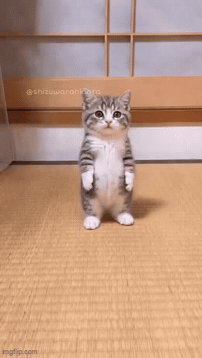 Kitten Standing On Hind Legs On Tatami Mat GIF