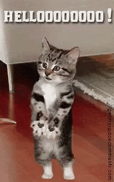 Kitten Standing On Hind Legs Saying Hello GIF