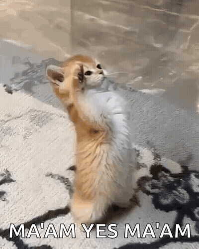 Kitten Standing On Hind Legs Saying Ma'am GIF