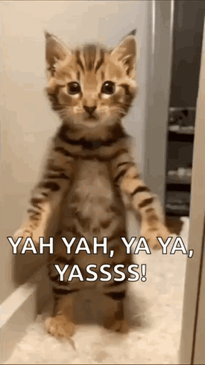 Kitten Standing On Hind Legs GIF