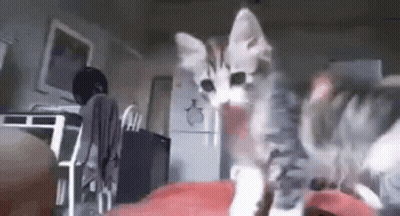 Kitten Standing On Red Blanket GIF