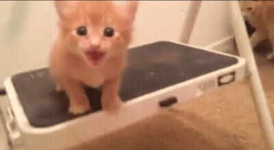 Kitten Standing On Step Ladder Looking At Camera GIF