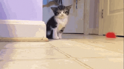 Kitten Standing On Tiled Floor Next To Red Bowl GIF