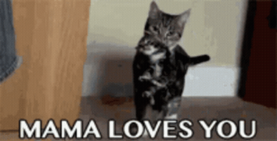 Kitten Standing Saying Mama Loves You GIF