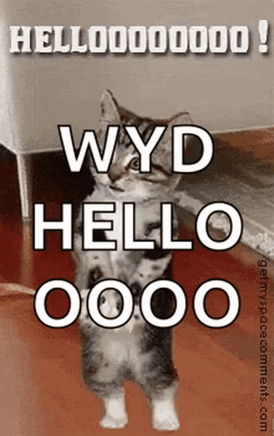 Kitten Standing Says Wyd Hello 0000 GIF