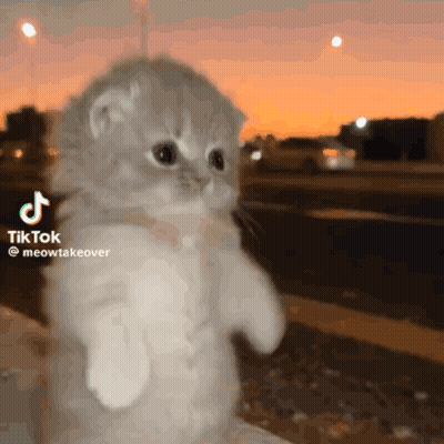 Kitten Standing Up GIF